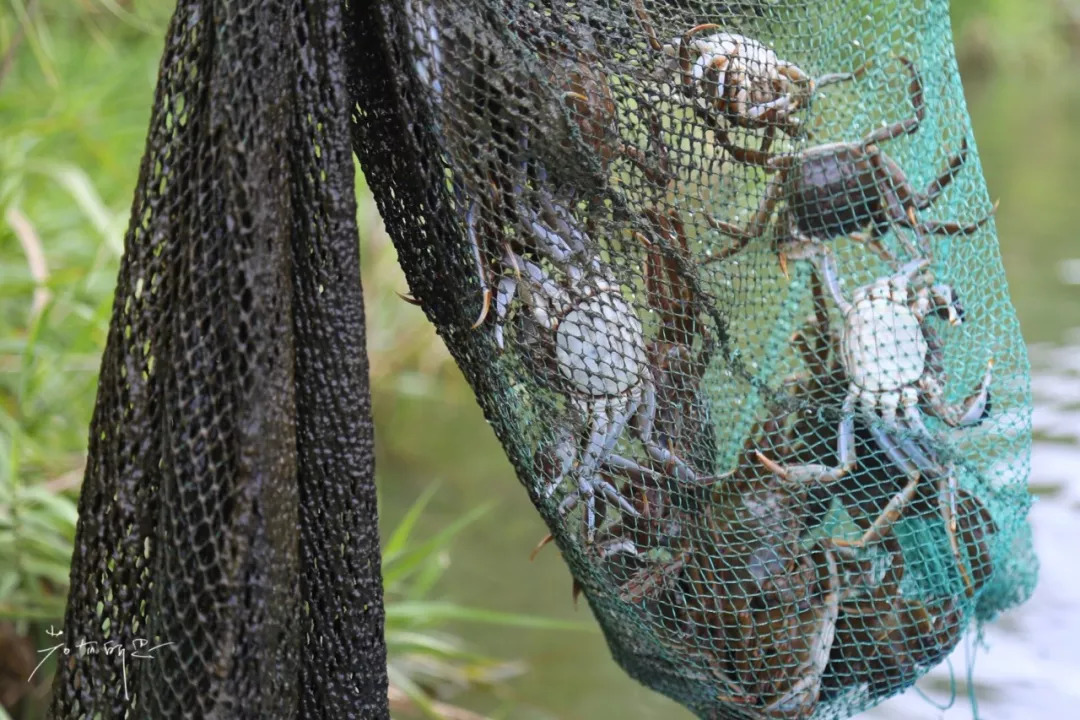 沙家浜二日游旅游攻略,沙家浜春节一日游攻略