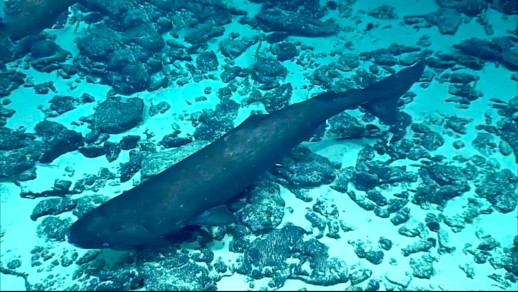 鲨鱼寿命最长的是多少年,科学家预计鲨鱼多久后会灭绝