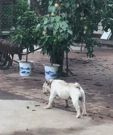 短腿狗想吃树上的李子，路人本想围观看戏，下一秒却被打脸