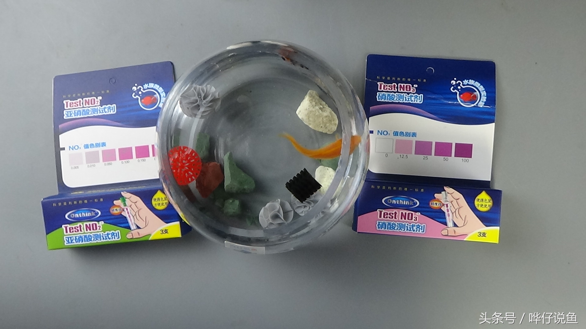 鱼缸养鱼怎么知道鱼该喂食了,宠物鱼怎么看公母