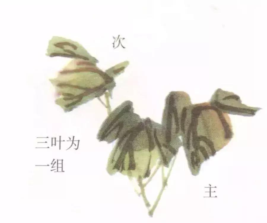 国画牡丹叶子怎样布局,国画牡丹叶子的布局