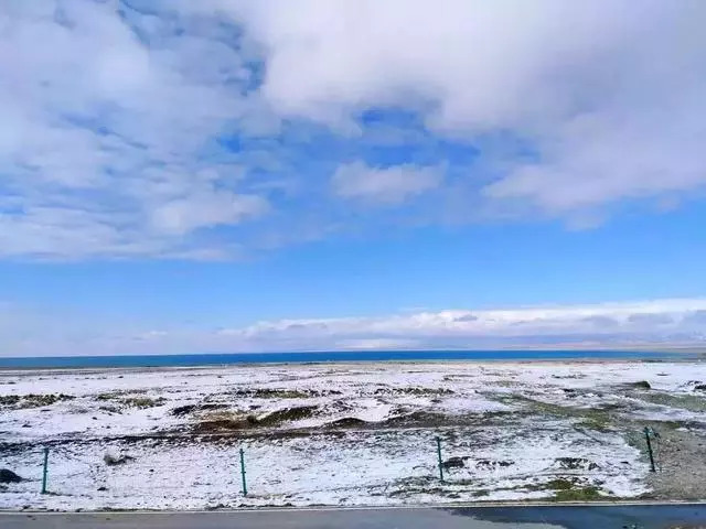 青海十大怪事完整视频,青海十大怪树