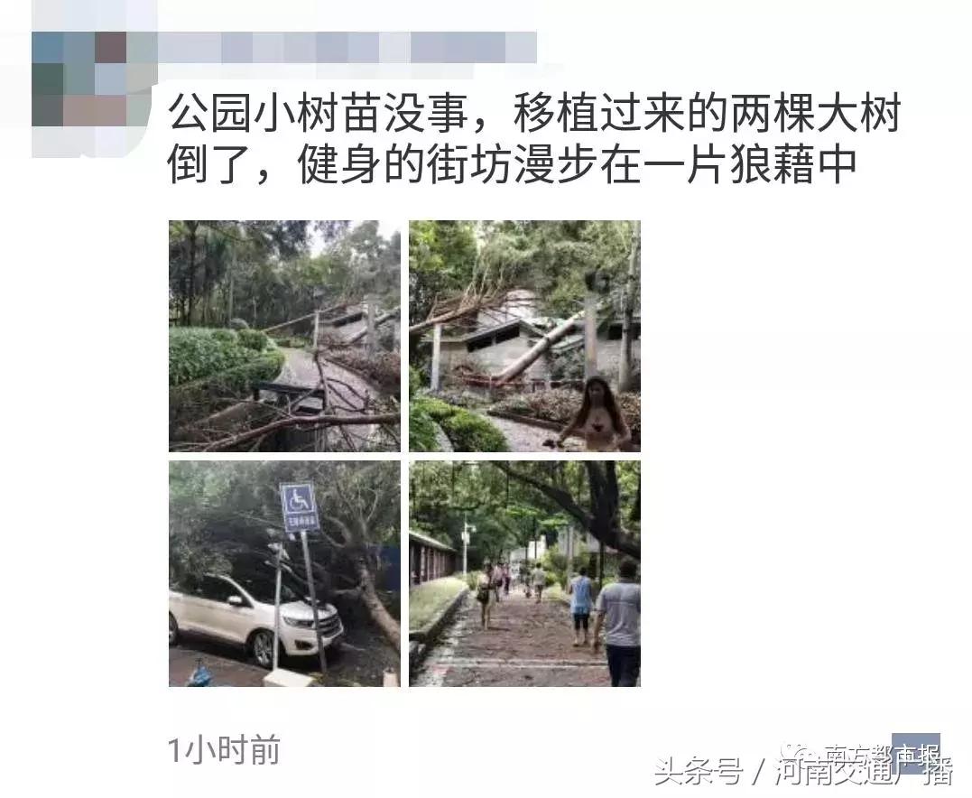 “山竹”过后首个工作日：广东人爬树都要去上班！