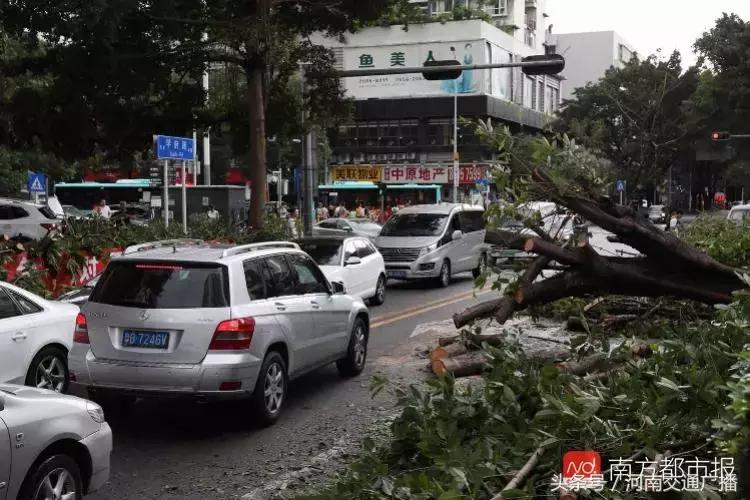 “山竹”过后首个工作日：广东人爬树都要去上班！