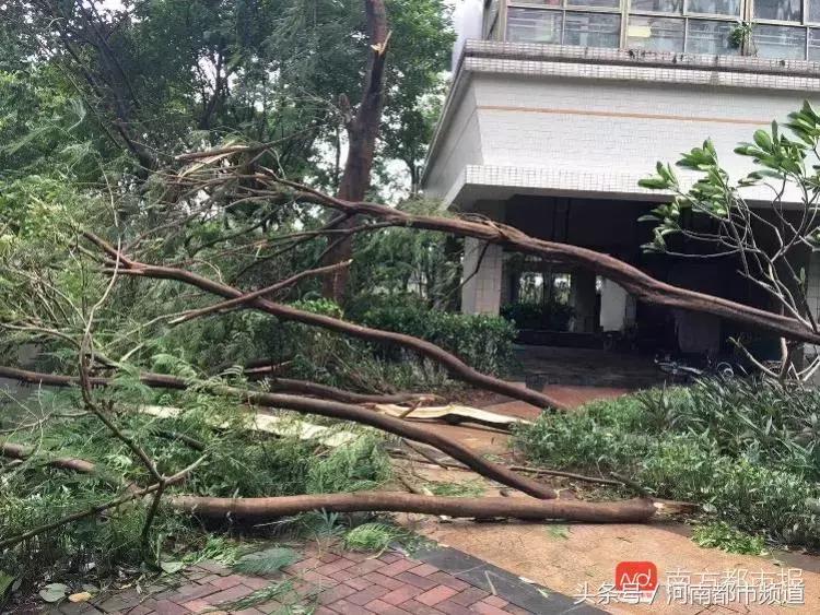 “山竹”过后首个工作日：广东人爬树都要去上班！