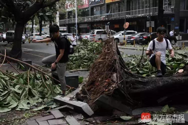 “山竹”过后首个工作日：广东人爬树都要去上班！