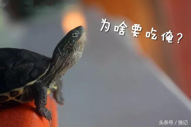 老鳖在湖里能生存吗,一个大白桶老鳖可以爬出来吗