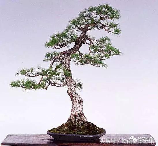 云中松——仰观天宇，俯察尘寰