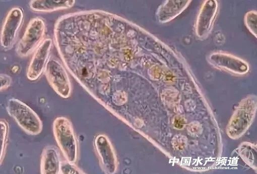 水产养殖中微生物制剂都有哪些,水产养殖微生物制剂十大品牌