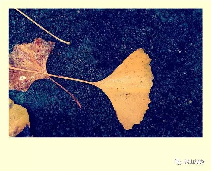 银杏村是个什么样的村落？它的美可以让人摒弃浮躁忘却烦恼