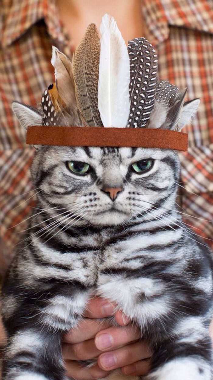 什么样的猫叫做起司猫,金渐层和起司猫是一个品种吗