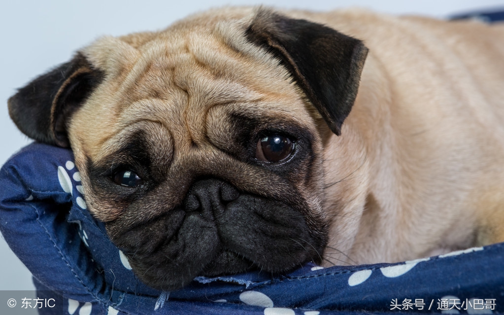 十大最丑的巴哥犬,巴哥犬的特点有哪些