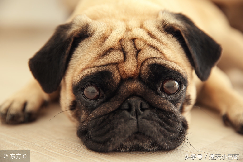 十大最丑的巴哥犬,巴哥犬的特点有哪些