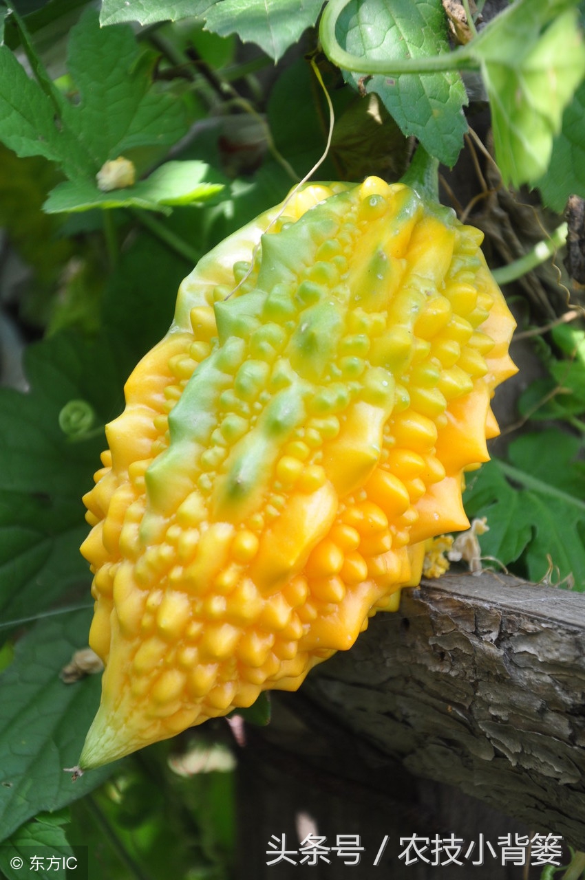 这种金灿灿的农村瓜你见过吗？教你怎么种、怎么选、怎么吃！