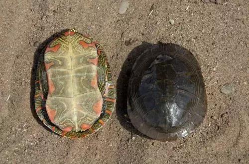 最不可思议的泡酒材料,十种最奇葩的泡酒