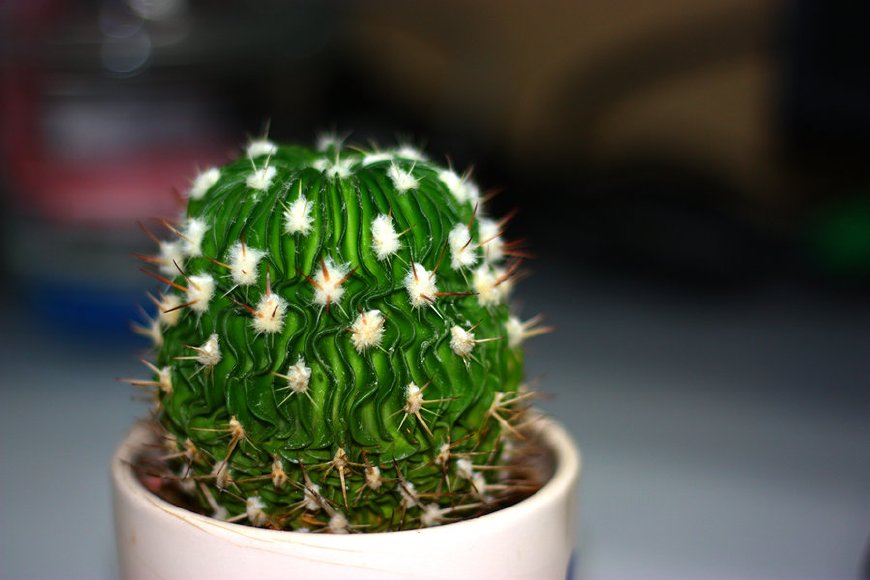 孕妇可养什么花防辐射,孕妇养什么花防辐射