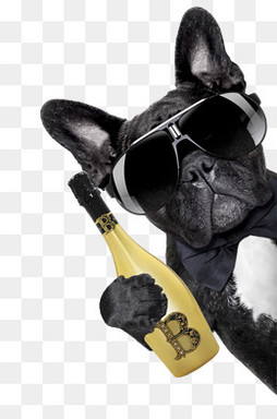 到底买什么狗粮好呢,买啥狗粮好呢