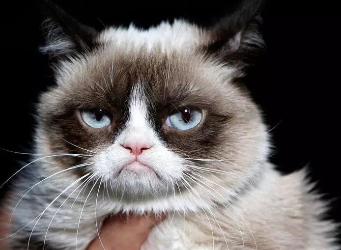 今天给你们看看那些闲得要命、富得流油的猫！