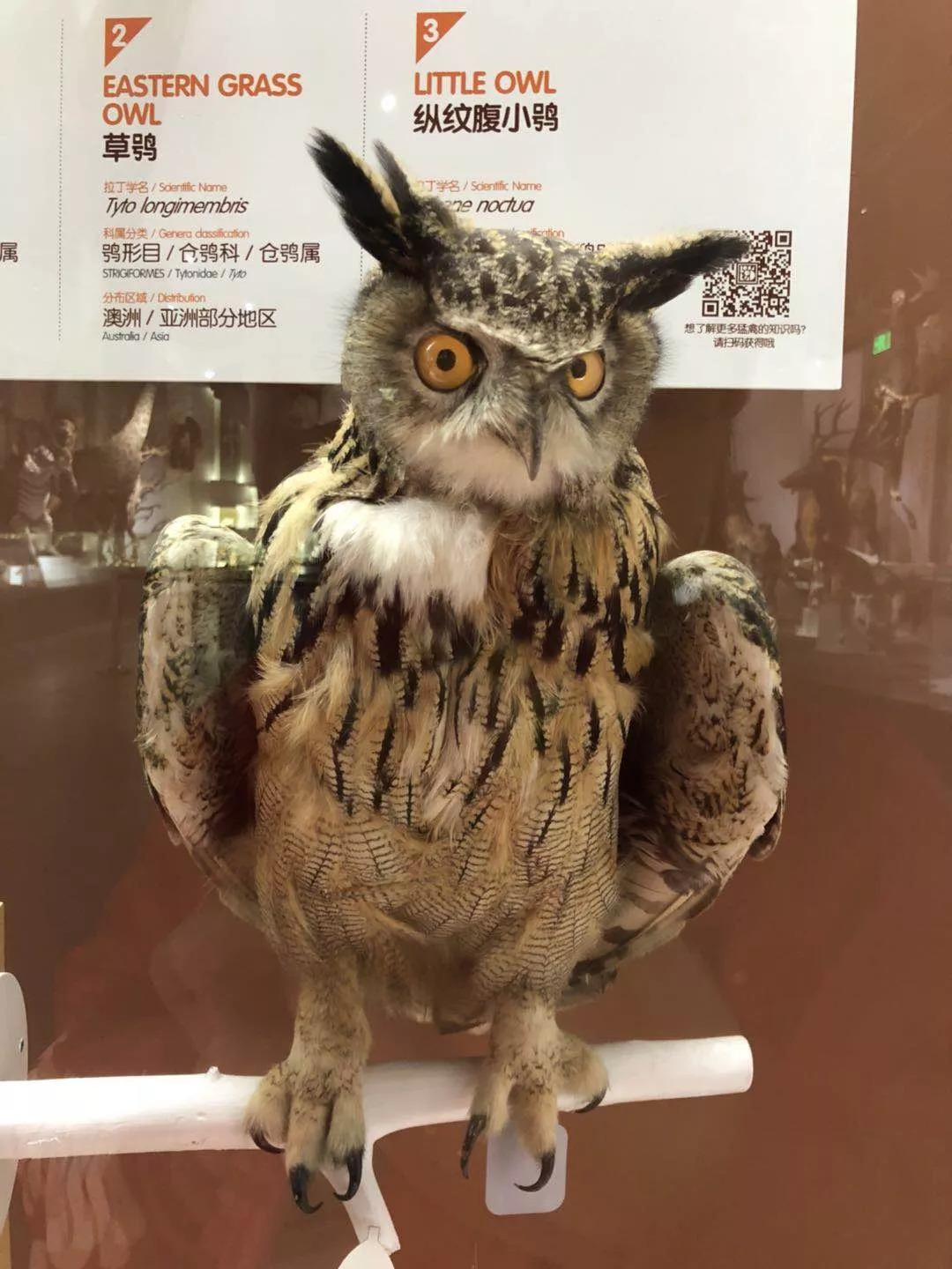 羊驼开门视频,羊驼出门迎接主人