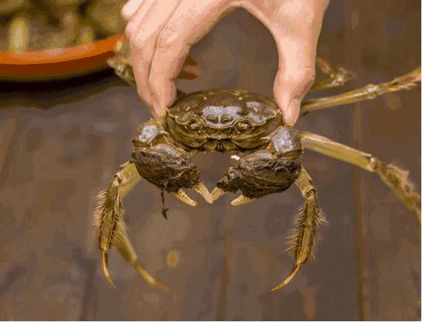 蟹黄的肥美鲜香,蟹黄味蟹香馥郁入口松脆