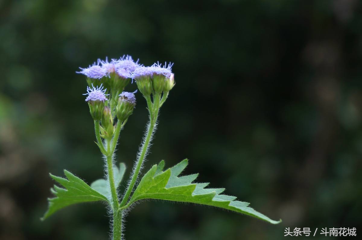 9月13号生日花语,生日花语9月16日