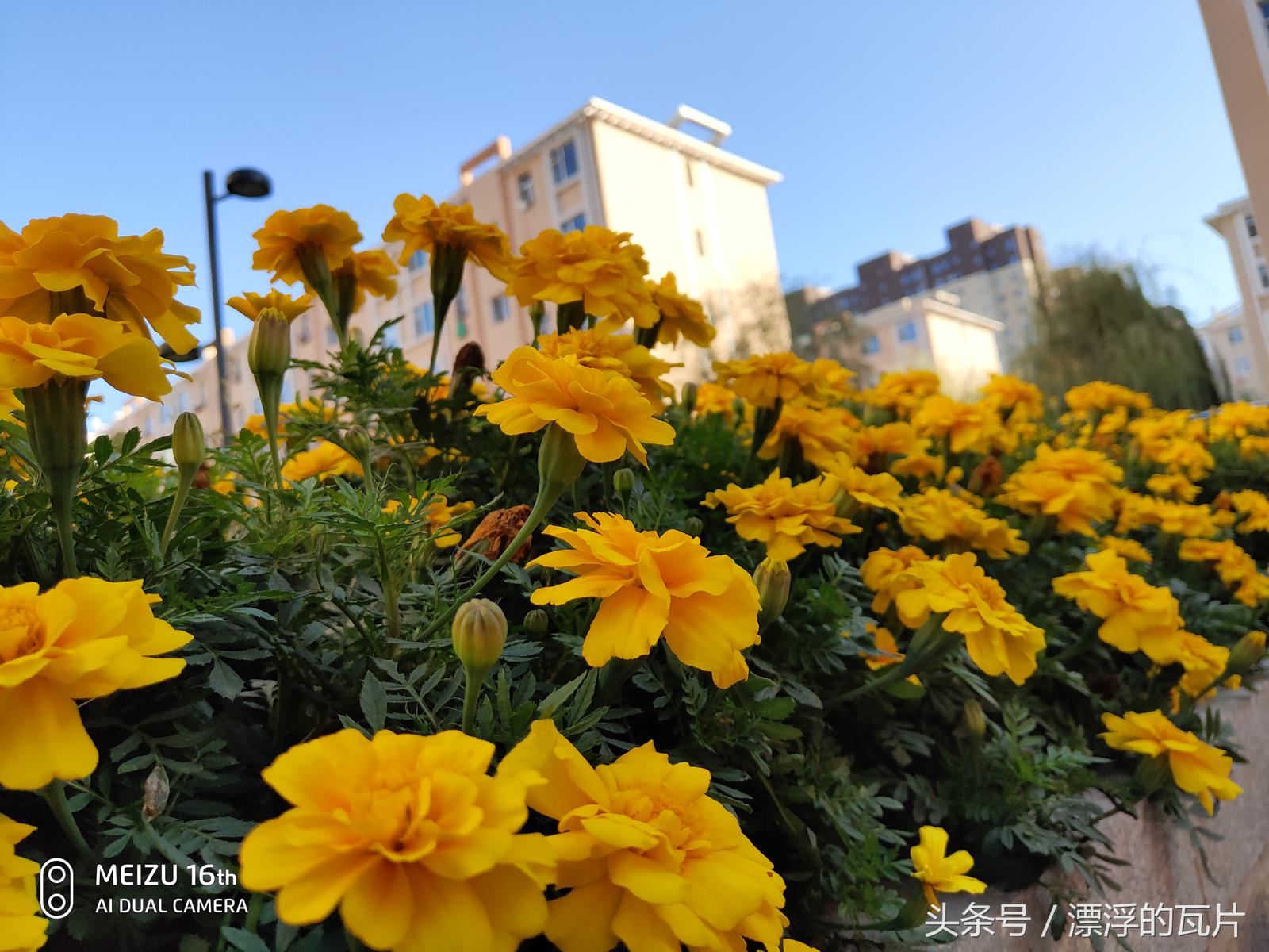 魅族16spro评测,魅族16评测蓝色字体