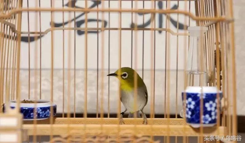 上班族如何养绣眼,绣眼鸟的日常护理