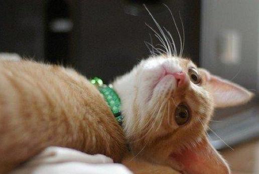 领养代替购买真的好吗,以领养的名义骗人买猫粮是否合法