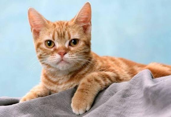 领养代替购买真的好吗,以领养的名义骗人买猫粮是否合法