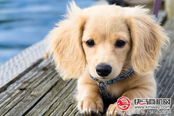 宠物市场规模将达8000亿元,宠物市场和宠物店区别