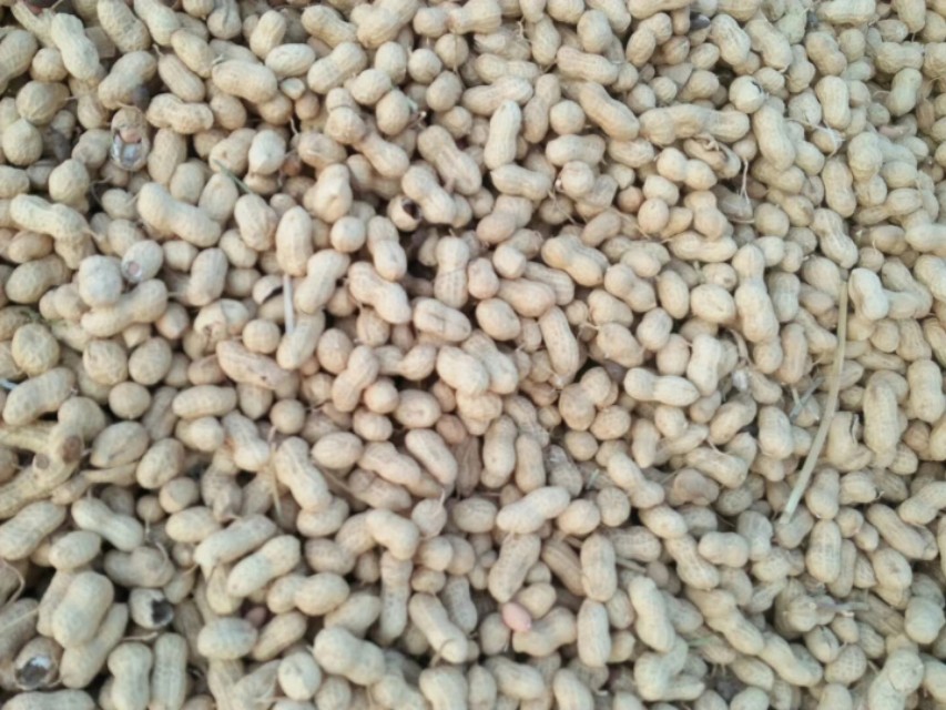 9月19日河南花生产区价格行情：大花生价格平稳，白沙偏强