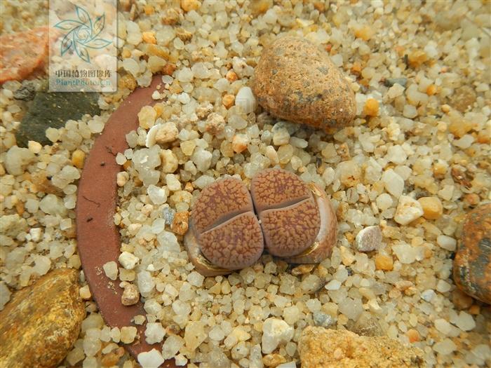 月季香槟玫瑰,月季玫瑰蔷薇你分得清吗