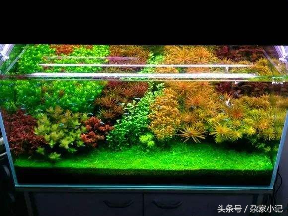 鱼缸造景分类及图解,鱼缸造景分哪些