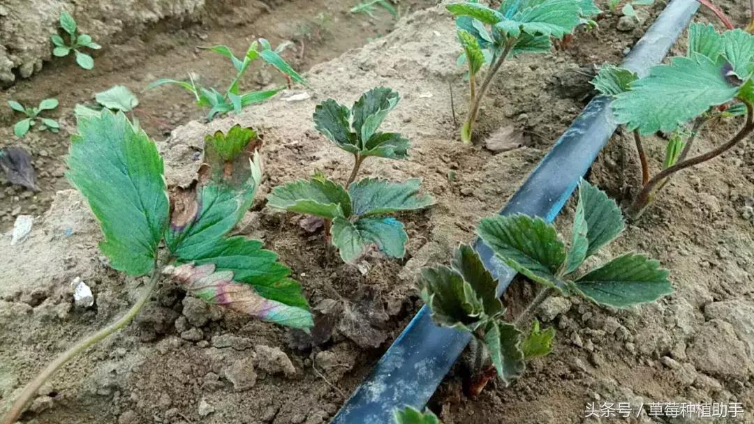 草莓苗种植的全程步骤详解,草莓苗种植方法谁都不知道
