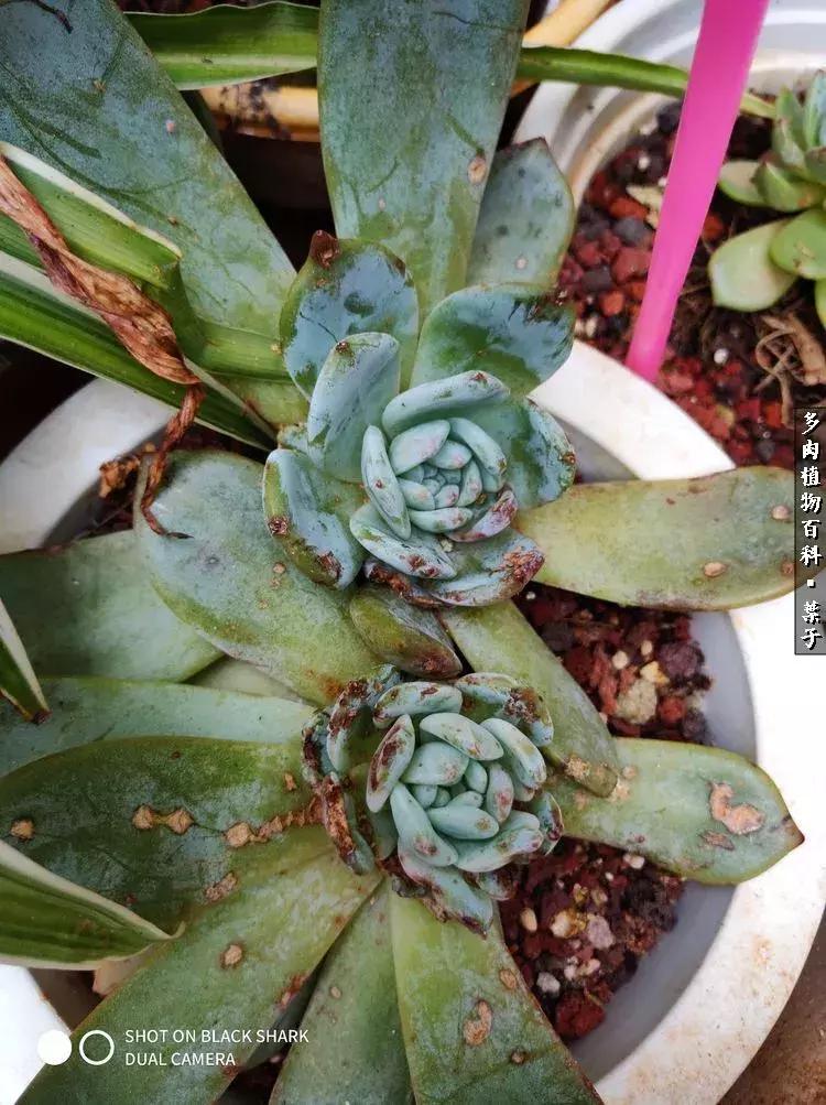 凉风至白露降寒蝉鸣下一句,夏天多肉小白虫消灭方法