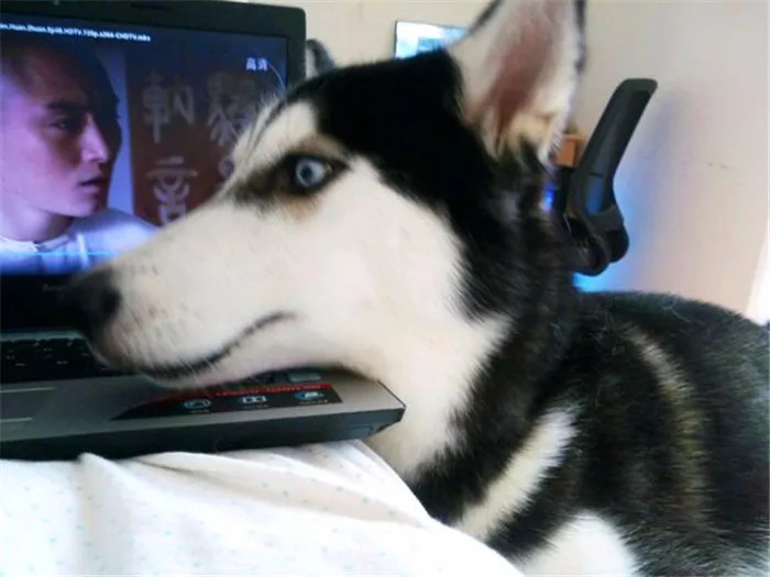 狗狗吃鸡蛋要怎么吃比较好,狗狗吃鸡蛋的讲究