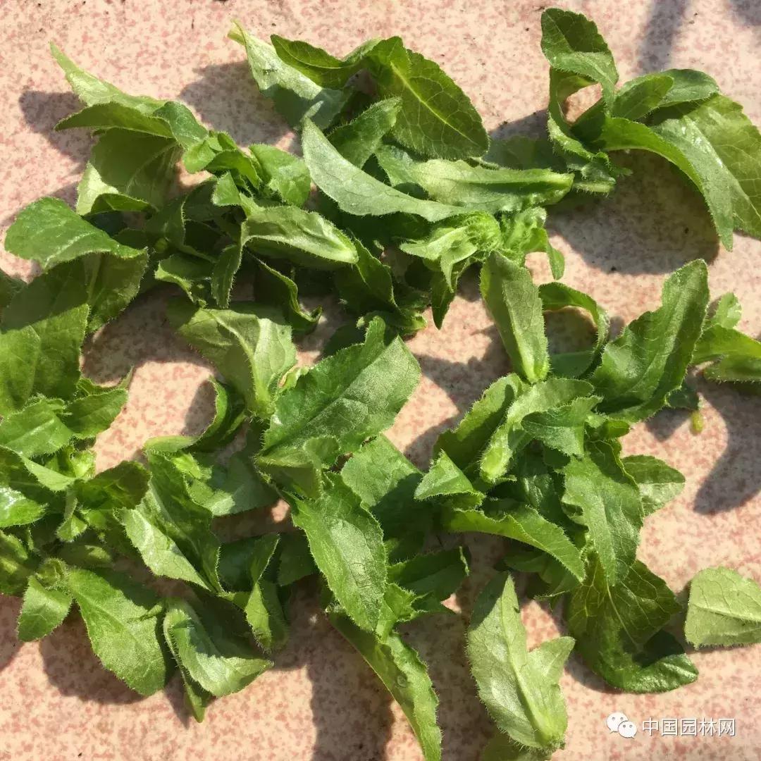 风铃草欣赏,风铃草的生长特点