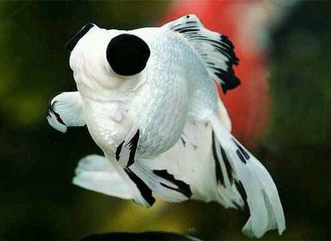 开个金鱼店赚钱吗,广州怎么开金鱼店