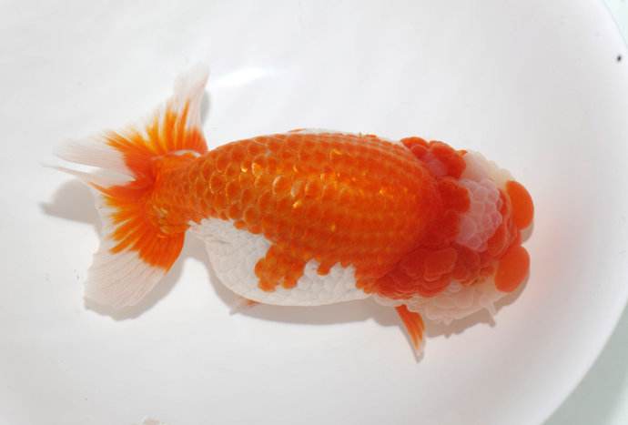 观赏鱼细菌性肠炎是什么,观赏鱼肠炎怎么判断治没治愈