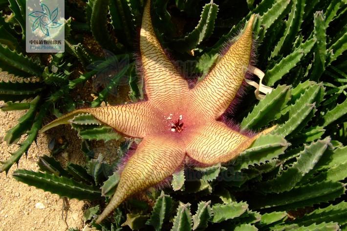 月季香槟玫瑰,月季玫瑰蔷薇你分得清吗