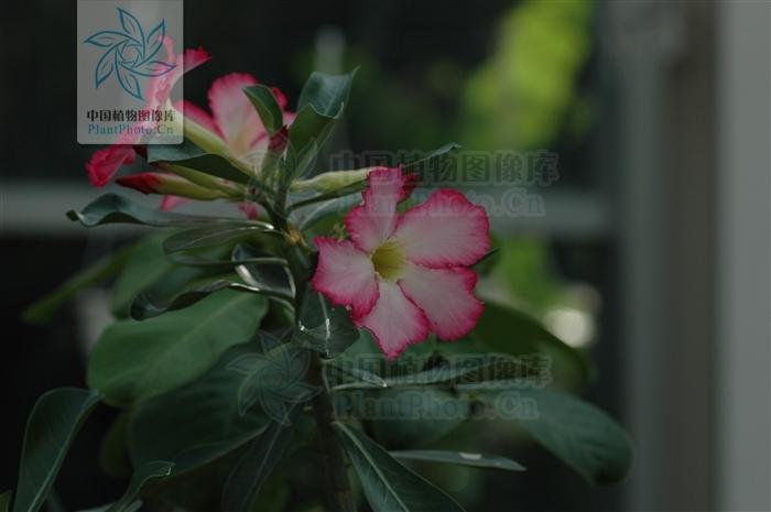 月季香槟玫瑰,月季玫瑰蔷薇你分得清吗