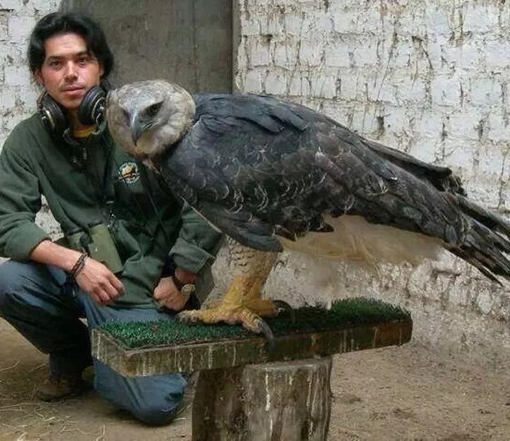 你还知道大自然中哪些动物或植物,自然界中那些可怕的动物