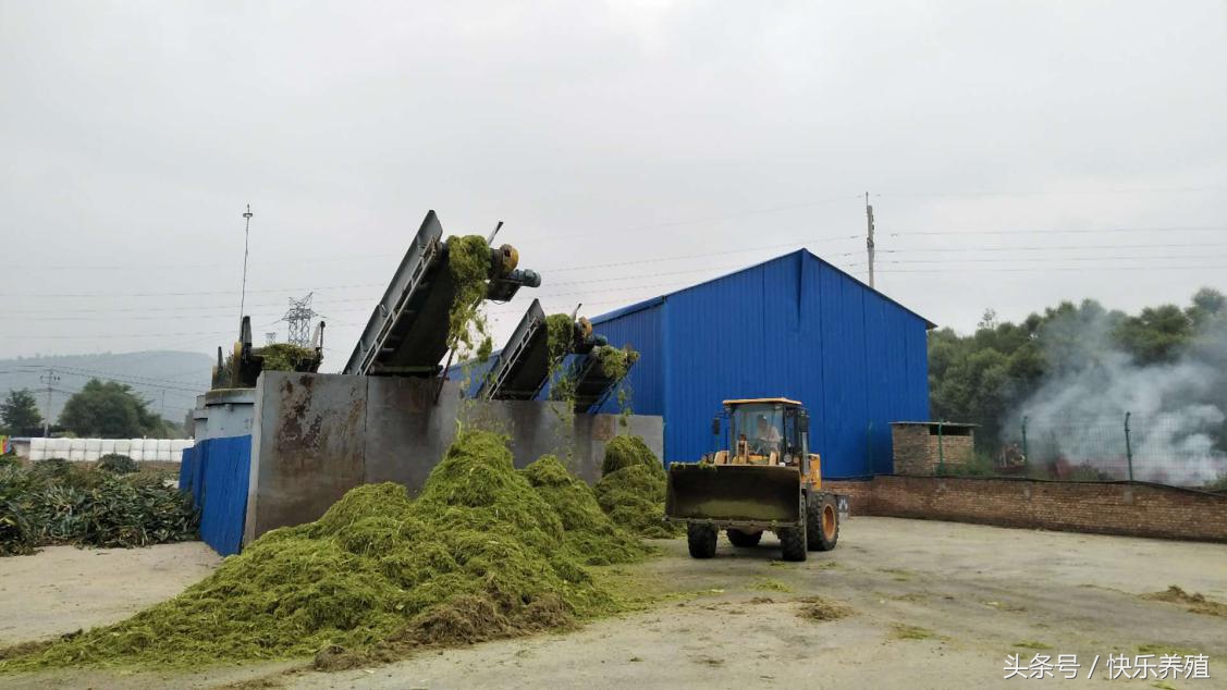 一头牛犊成本多少,一头牛犊到底要多少钱