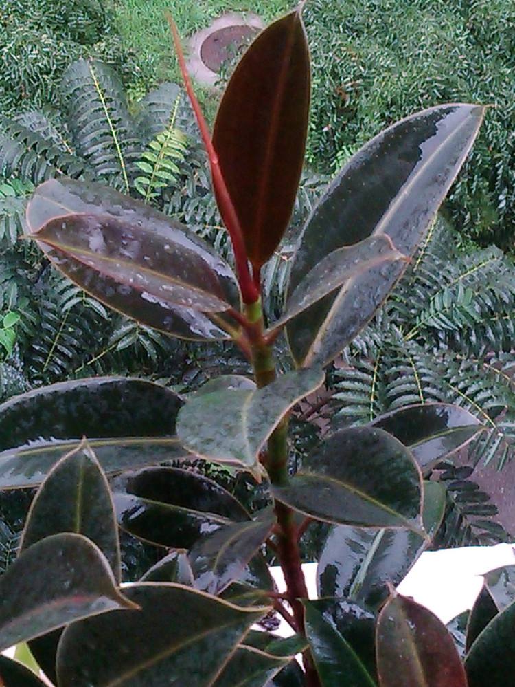 橘子皮养花妙用,橘子皮丢鱼缸有什么好处吗