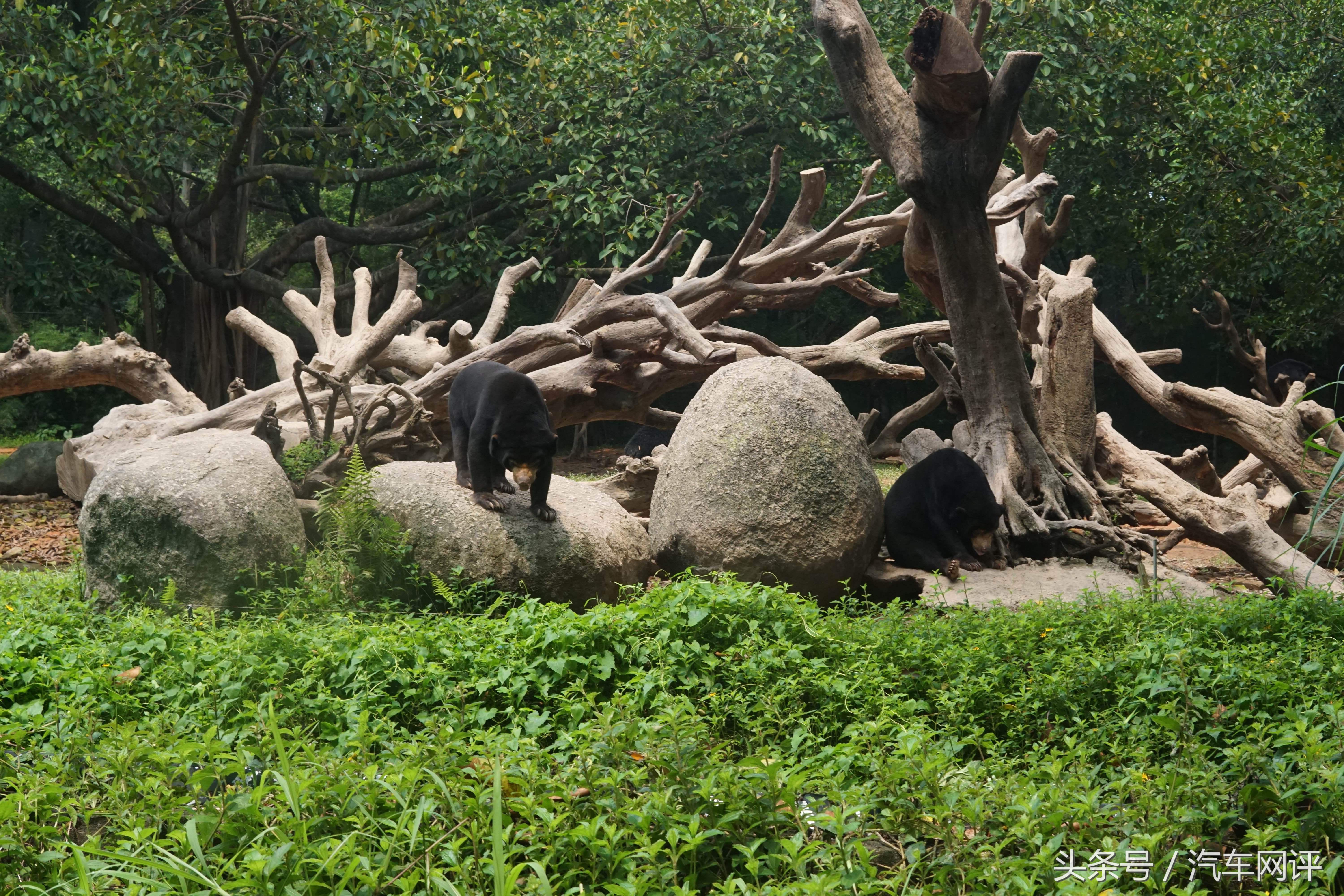 驾着宝马530Le去游玩长隆野生动物世界是一种怎样的体验？