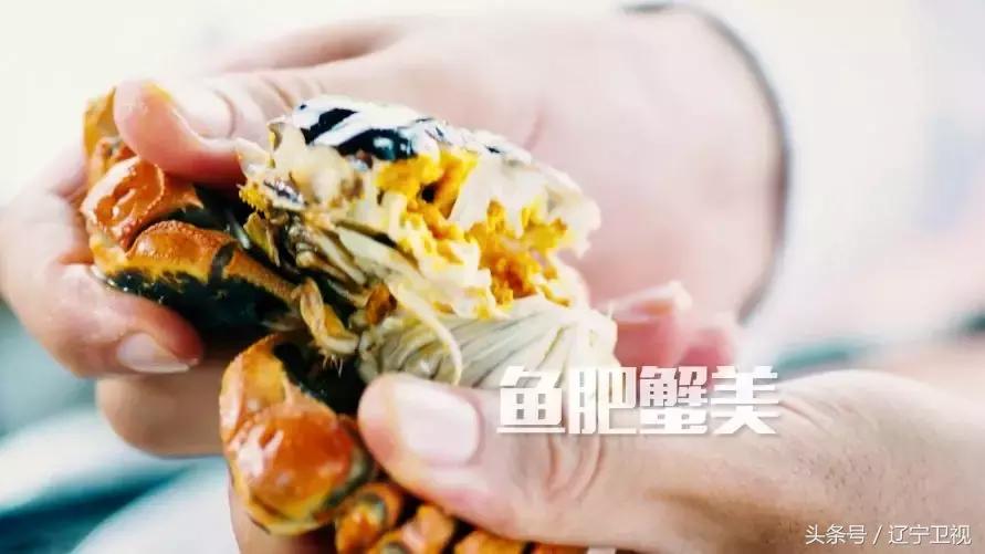 辽宁粮食节直播,辽宁卫视丰收节现场直播