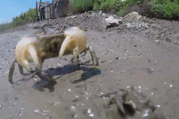 开海特别新鲜的海鲜有哪些,开海了有什么应季海鲜