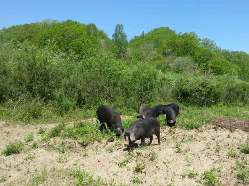 纯散养野猪的成本与利润,散养野猪的成本与利润
