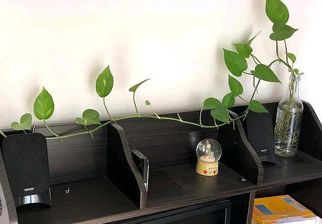 水养让绿萝疯长的方法,用水养绿萝怎么才能长得更旺盛