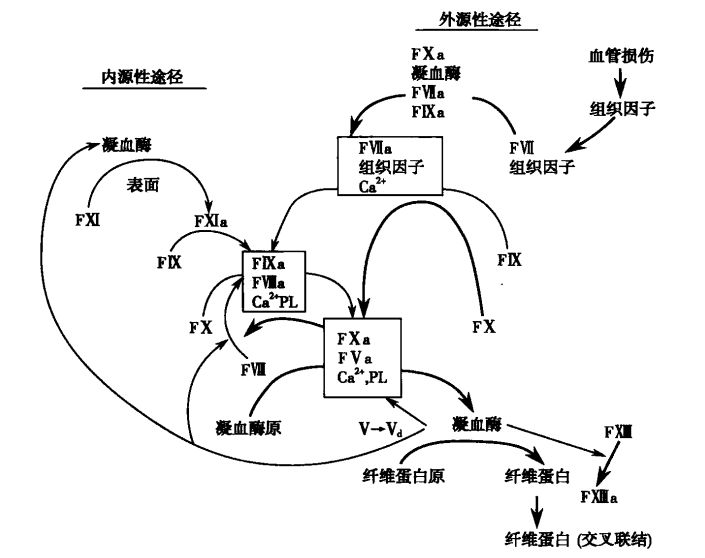NEJM：突破！“仿生”双抗能使没有因子VIII抗体的血友病A患者年出血次数减少95%以上，扫除传统疗法困境｜临床大发现